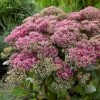 Sedum 'Class Act' 2 Sedum 'Class Act' -Outdoor Plant Store sedumCA 1 9f935fe5 7f7d 4cce 9672 f0555ac51255