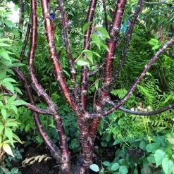Multi Stem Tibetan Cherry Tree | Prunus Serrula -Outdoor Plant Store serrula multstem
