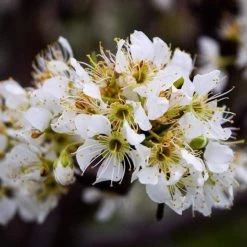 Victoria Patio Plum Tree -Outdoor Plant Store shahab vejdanian 2dm5ucQLxWM unsplashcopy fc074958 0b68 4088 978a b60d1644e411