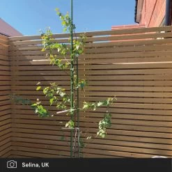 Silver Birch Tree | Betula Pendula -Outdoor Plant Store silver birch ugc