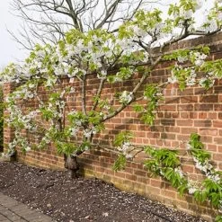 Sunburst Cherry Tree 15 Sunburst Cherry Tree -Outdoor Plant Store sunburstfantrained