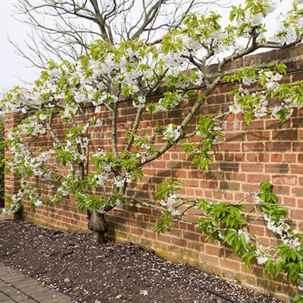 Sunburst Cherry Tree 7 Sunburst Cherry Tree - Image 5