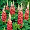 Lupin West Country Tequila Flame -Outdoor Plant Store tequilaflame 1
