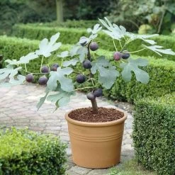 The 3 Best Fruits To Grow In Pots | Nectarine, Fig & Blueberry 11 The 3 Best Fruits To Grow In Pots | Nectarine, Fig & Blueberry -Outdoor Plant Store turnkey brown fig de6d1d23 89b0 44cf 8746 f13eb9b3e648