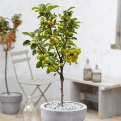 'Golden Hornet' Crabapple Tree 11 'Golden Hornet' Crabapple Tree -Outdoor Plant Store unnamed