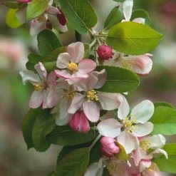 'Golden Hornet' Crabapple Tree 10 'Golden Hornet' Crabapple Tree -Outdoor Plant Store unnamed 2