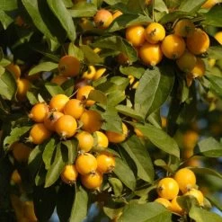 'Golden Hornet' Crabapple Tree 9 'Golden Hornet' Crabapple Tree -Outdoor Plant Store unnamed 3