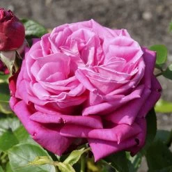 'Birthday Boy' Hybrid Tea Rose