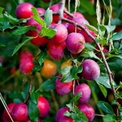 The 3 Top Performing Fruit Trees To Grow In The UK | Apple, Pear & Plum -Outdoor Plant Store victoria plum tree 2 6a6ffe5f 3f01 456a 914a 199eaacd020f