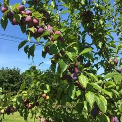 Victoria Plum Tree -Outdoor Plant Store victoriaplumbranch