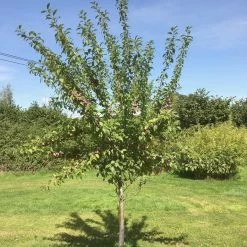 Victoria Plum Tree -Outdoor Plant Store victoriaplumyoungtree 1
