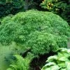 Green Weeping Japanese Maple Tree | Acer Palmatum 'Dissectum Viride'
