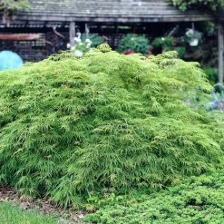 Green Weeping Japanese Maple Tree | Acer Palmatum 'Dissectum Viride' -Outdoor Plant Store viride 3