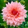Dahlia Otto's Thrill -Outdoor Plant Store visi09266 otto 89170a8e d419 4f15 b385 6607f145e7e6