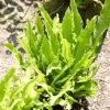 Narrow Buckler Fern | Phyllitis Angustifolia -Outdoor Plant Store visi101728