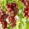 'Crimson Seedless' Grape Vine -Outdoor Plant Store visi10335 page
