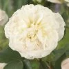 'Joie De Vivre' Floribunda Rose -Outdoor Plant Store visi116095 joie de vivre