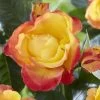 'Little Sunset' Patio Shrub Rose -Outdoor Plant Store visi116299 little sunset