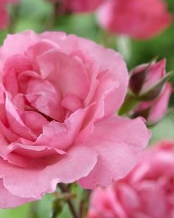'Palace Tabor' Patio Shrub Rose -Outdoor Plant Store visi116302 tabor