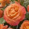 'Phoenix' Floribunda Rose -Outdoor Plant Store visi116536 phoenix