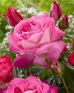 'Patio Hit Dafne' Patio Shrub Rose -Outdoor Plant Store visi116548 dafne