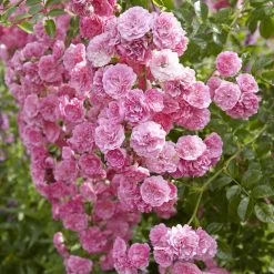 'Happy Retirement' Shrub Rose 8 'Happy Retirement' Shrub Rose -Outdoor Plant Store visi116698 happy retirement