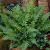 Black Wood Fern | Dryopteris Atrata -Outdoor Plant Store visi12627