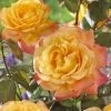 'Bright Smiles' Floribunda Rose 1 'Bright Smiles' Floribunda Rose -Outdoor Plant Store visi129383 bright smiles