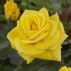 'Korresia' Floribunda Rose 1 'Korresia' Floribunda Rose -Outdoor Plant Store visi129436 koressia