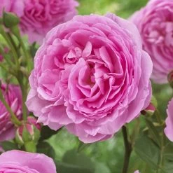 'Pink Martini' Hybrid Tea Rose -Outdoor Plant Store visi129959 pink martini