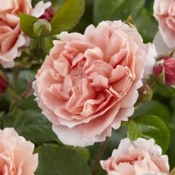 'Rachel' Hybrid Tea Rose -Outdoor Plant Store visi130114 rachel