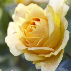 'Global Beauty (Candlelight)' Hybrid Tea Rose -Outdoor Plant Store visi130248 candlelight
