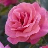 'Valentine Heart' Floribunda Rose