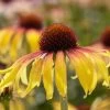 Echinacea 'SunSeekers Tequila Sunrise' -Outdoor Plant Store visi131395 sunrise ec684024 c498 49cf bb02 d1bc5c452264