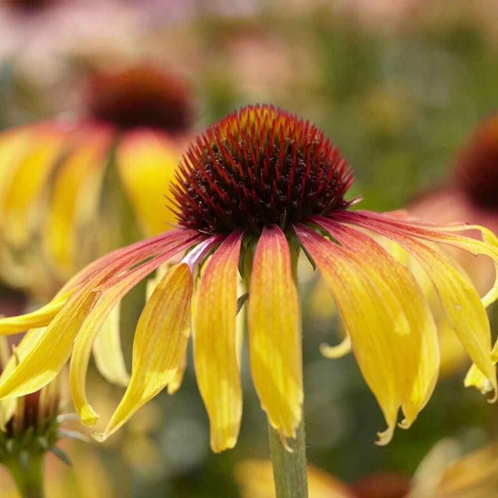 Echinacea 'SunSeekers Tequila Sunrise' 3 Echinacea 'SunSeekers Tequila Sunrise'