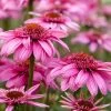 Echinacea 'SunSeekers Sweet Fuchsia' -Outdoor Plant Store visi150944 fuchsia 993c5407 9924 4b79 b3fe 0f99897b6e9c