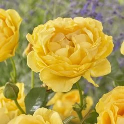 'Absolutely Fabulous' Floribunda Rose