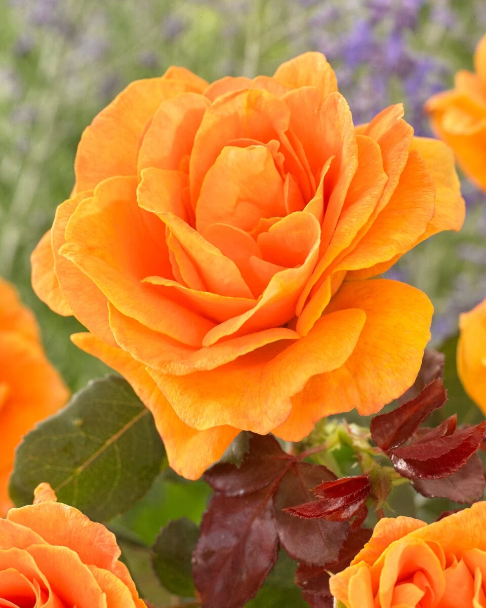 'Palace Fleur' Patio Shrub Rose 3 'Palace Fleur' Patio Shrub Rose