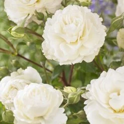 'Pearl Celebration' Hybrid Tea Rose