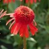 Echinacea 'Carrot Cake' -Outdoor Plant Store visi164441 cake 7d4d3c7e 7e87 4437 99f6 23403538859d