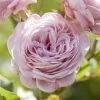 'Prince Jardinier' Floribunda Rose 1 'Prince Jardinier' Floribunda Rose -Outdoor Plant Store visi176404 prince jardinier
