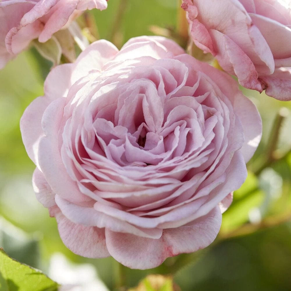 'Prince Jardinier' Floribunda Rose 3 'Prince Jardinier' Floribunda Rose
