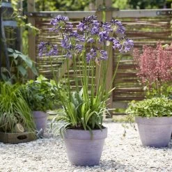 Agapanthus 'Poppin Purple' | 7.5L -Outdoor Plant Store visi184557 a256f9c9 3a26 44ac ae97 b5cca448db3b