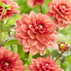 Dahlia 'Orange Girl' -Outdoor Plant Store visi185618