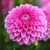 Dahlia Sandra -Outdoor Plant Store visi186039 sandra 02eeb1ef 337b 4e7a a51b eb0a7ee9aa99