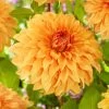 Dahlia Great Hercules -Outdoor Plant Store visi200020 great hercules 2fe15f10 13b7 4c55 95b8 4eb422fd8d8b