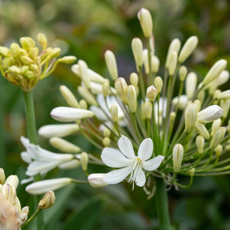 Agapanthus 'Polar Star' | 7.5L 3 Agapanthus 'Polar Star' | 7.5L