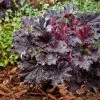 Heuchera 'Timeless Night' -Outdoor Plant Store visi207047 1