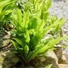 Hart's Tongue Fern | Phyllitis Scolopendrium -Outdoor Plant Store visi213893