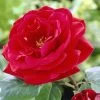 'Lucky Charm' Hybrid Tea Rose -Outdoor Plant Store visi24142 lucky charm